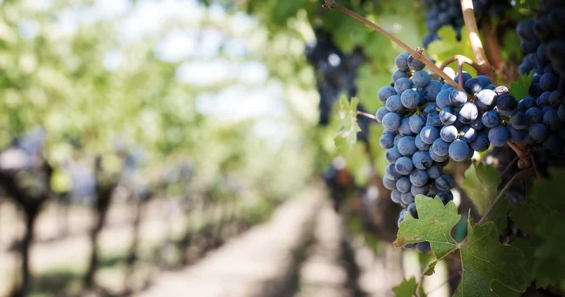 Between water and vineyards