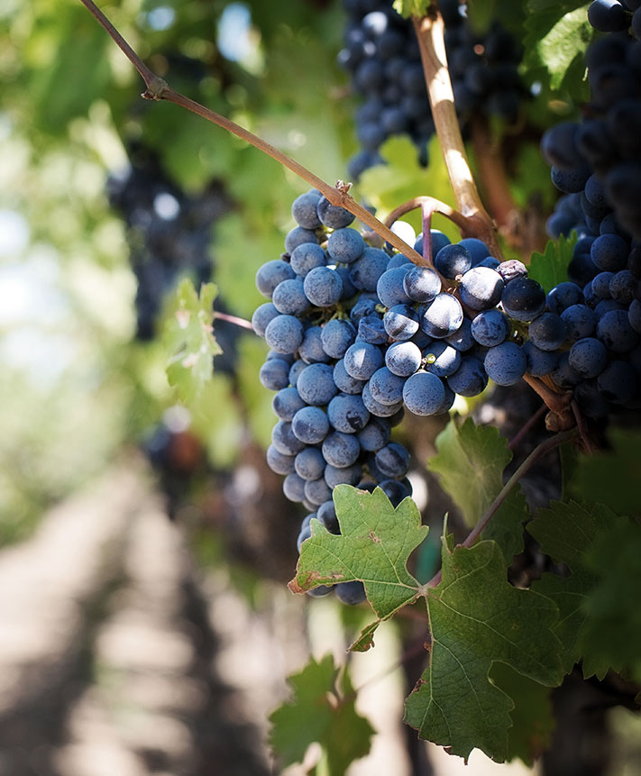 Protección del medio ambiente