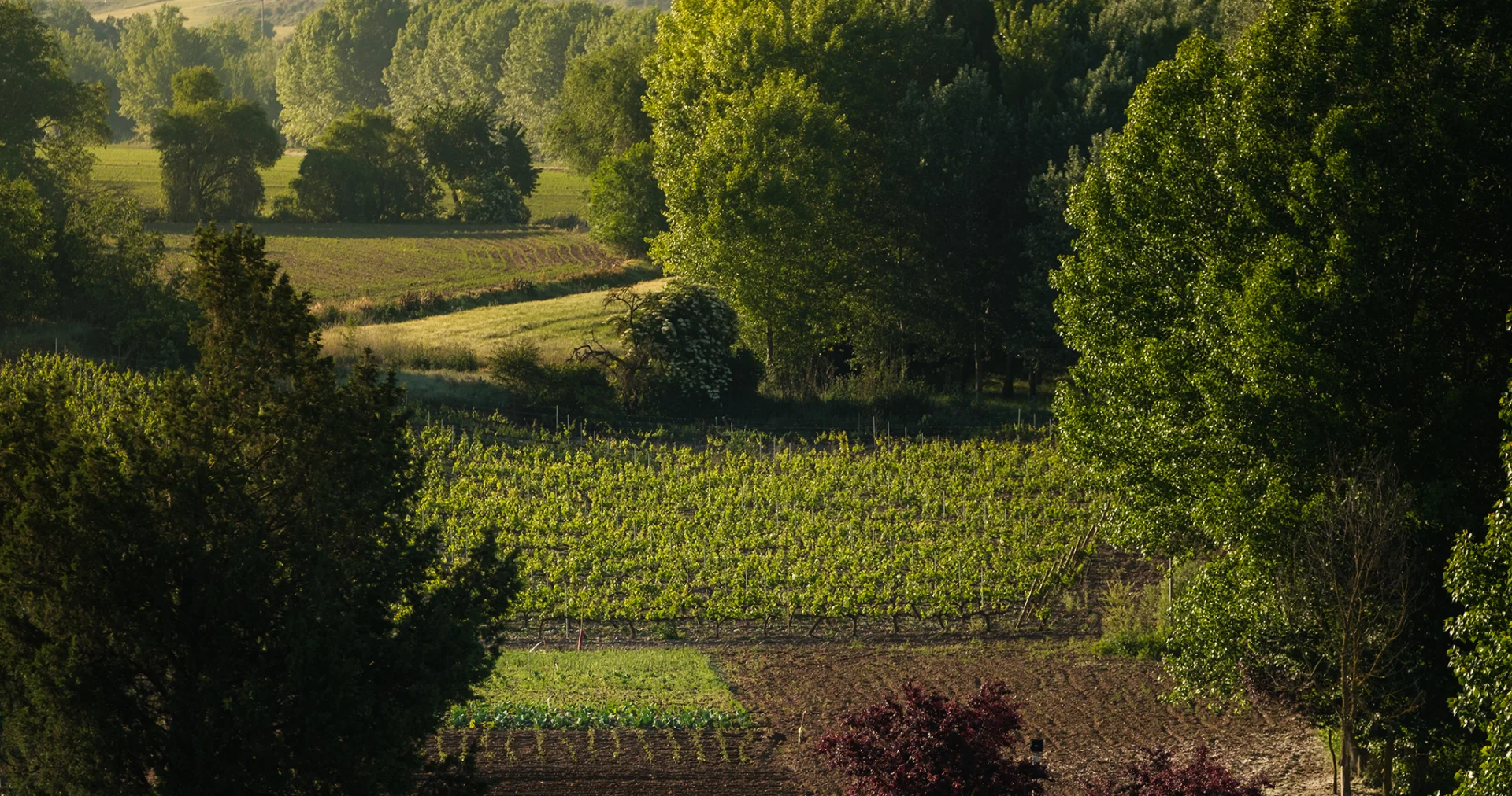 Los mejores planes para disfrutar de la Ribera del Duero