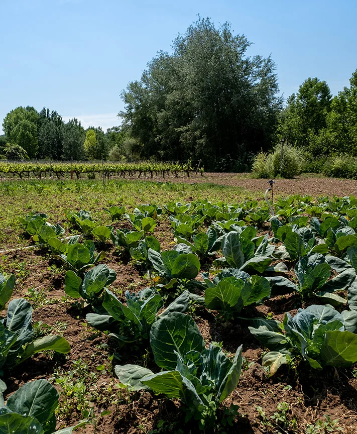 Visita nuestro Huerto Ecológico