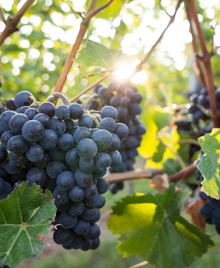 Catas de vino para grupos