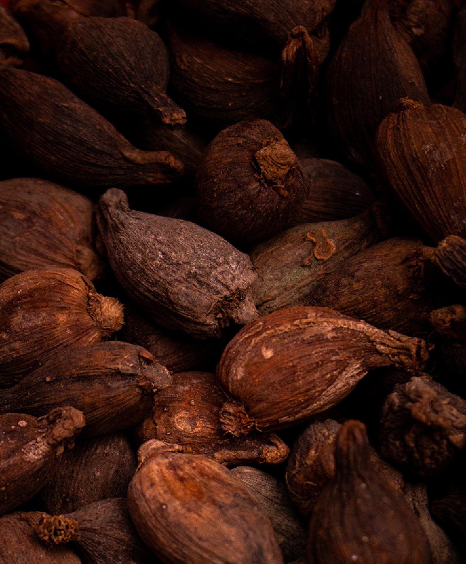 RITUAL DE CACAO