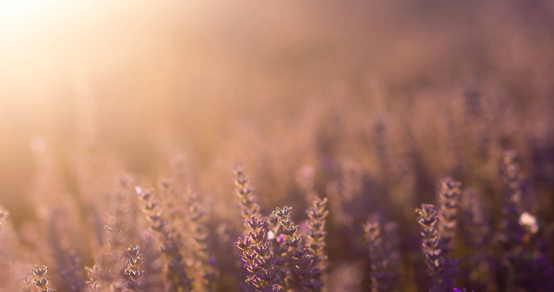 Cancelación de suscripción