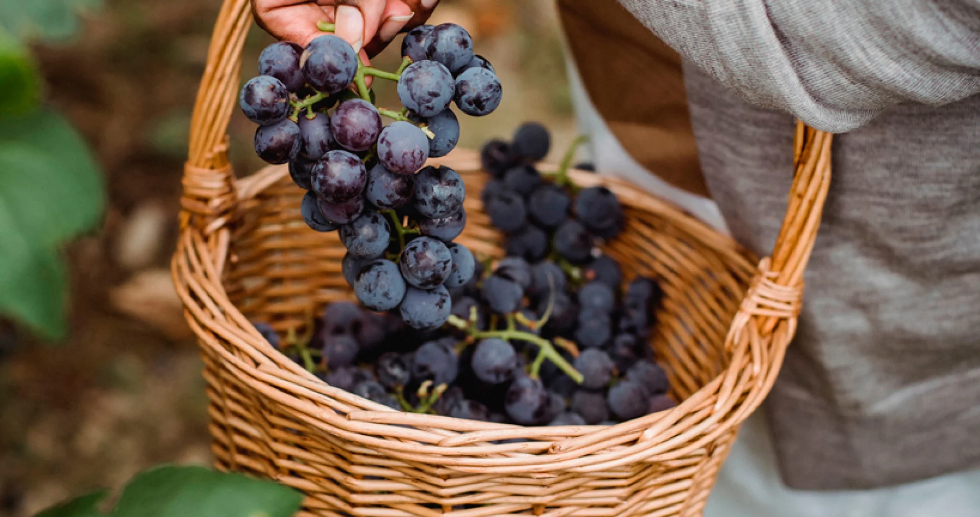 Vendimia en Castilla Termal: una experiencia única entre viñedos, historia y tradición