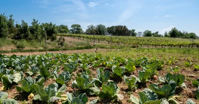 La Huerta del Monasterio de Valbuena