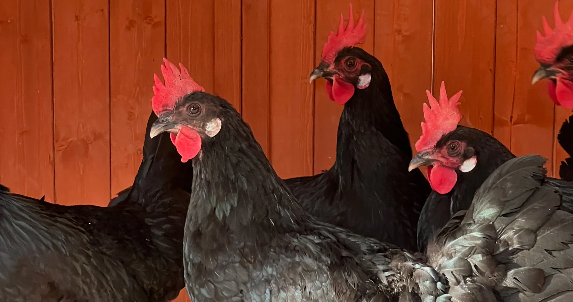 Castilla Termal joins the protection of the Gallina Castellana Negra