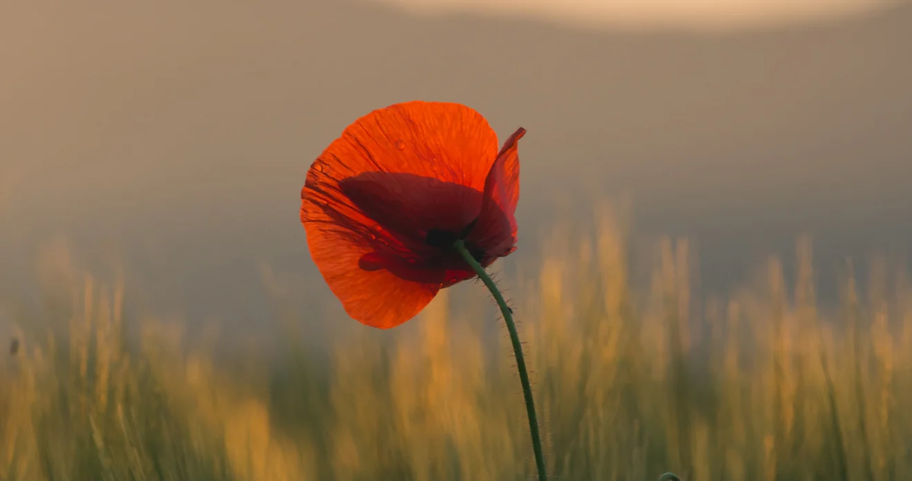 Términos y Condiciones Tantum Club