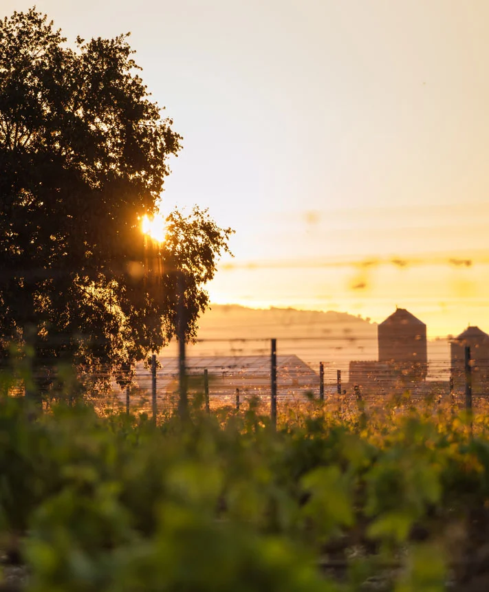 ENOTURISMO EN LA RIBERA DEL DUERO