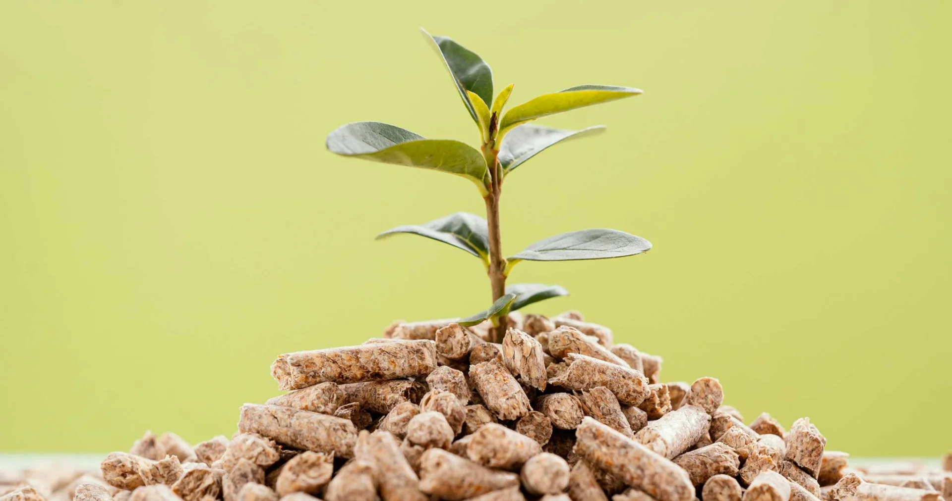 Energy Efficiency Project | Biomass Boiler at Castilla Termal Solares