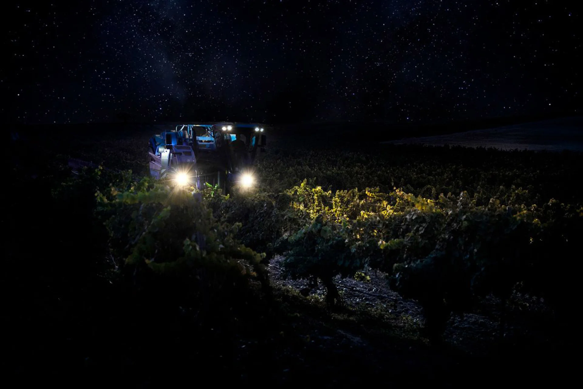 Vendimia en Rueda: la magia de la recogida nocturna del verdejo